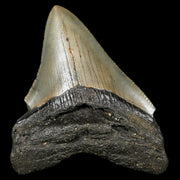 2.8" Quality Megalodon Shark Tooth Serrated Fossil Natural Miocene Age COA