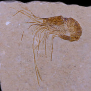 2.1" Fossil Shrimp Carpopenaeus Cretaceous Age 100 Mil Yrs Old Lebanon COA