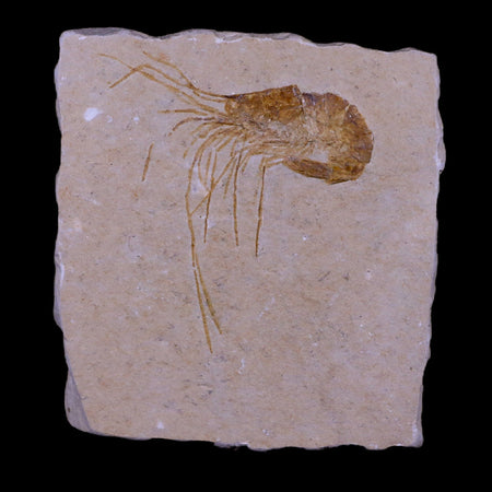2.1" Fossil Shrimp Carpopenaeus Cretaceous Age 100 Mil Yrs Old Lebanon COA
