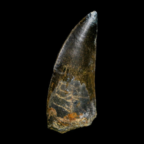 1.9" Carcharodontosaurus Fossil Tooth Cretaceous Dinosaur Morocco COA Stand