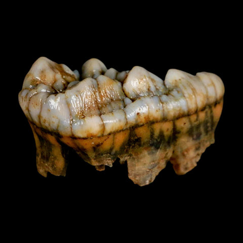 1.7" Extinct Cave Bear Ursus Spelaeus Molar Tooth Rooted Pleistocene Age COA