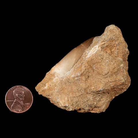 1.5" Plesiosaur Zarafasaura Tooth Fossil In Matrix Cretaceous Dinosaur Era COA - Fossil Age Minerals