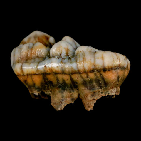 1.7" Extinct Cave Bear Ursus Spelaeus Molar Tooth Rooted Pleistocene Age COA