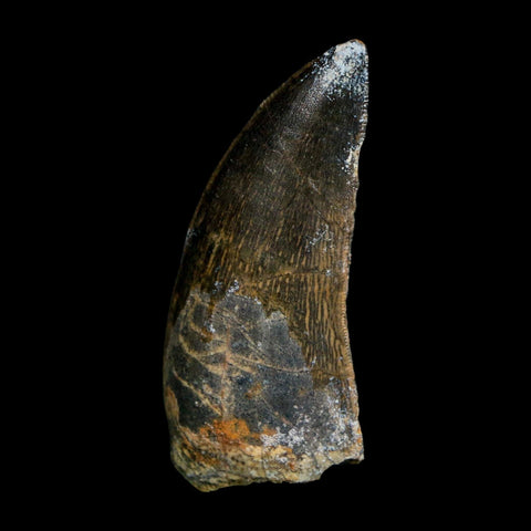 1.9" Carcharodontosaurus Fossil Tooth Cretaceous Dinosaur Morocco COA Stand