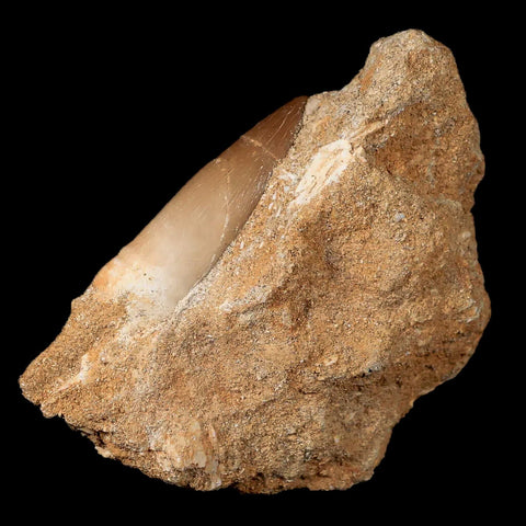 1.5" Plesiosaur Zarafasaura Tooth Fossil In Matrix Cretaceous Dinosaur Era COA - Fossil Age Minerals