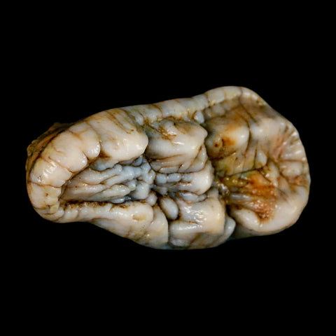 1.7" Extinct Cave Bear Ursus Spelaeus Molar Tooth Rooted Pleistocene Age COA