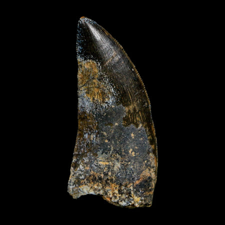 1.9" Carcharodontosaurus Fossil Tooth Cretaceous Dinosaur Morocco COA Stand