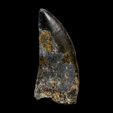 1.9" Carcharodontosaurus Fossil Tooth Cretaceous Dinosaur Morocco COA Stand