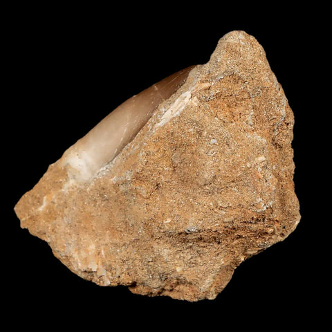 1.5" Plesiosaur Zarafasaura Tooth Fossil In Matrix Cretaceous Dinosaur Era COA - Fossil Age Minerals