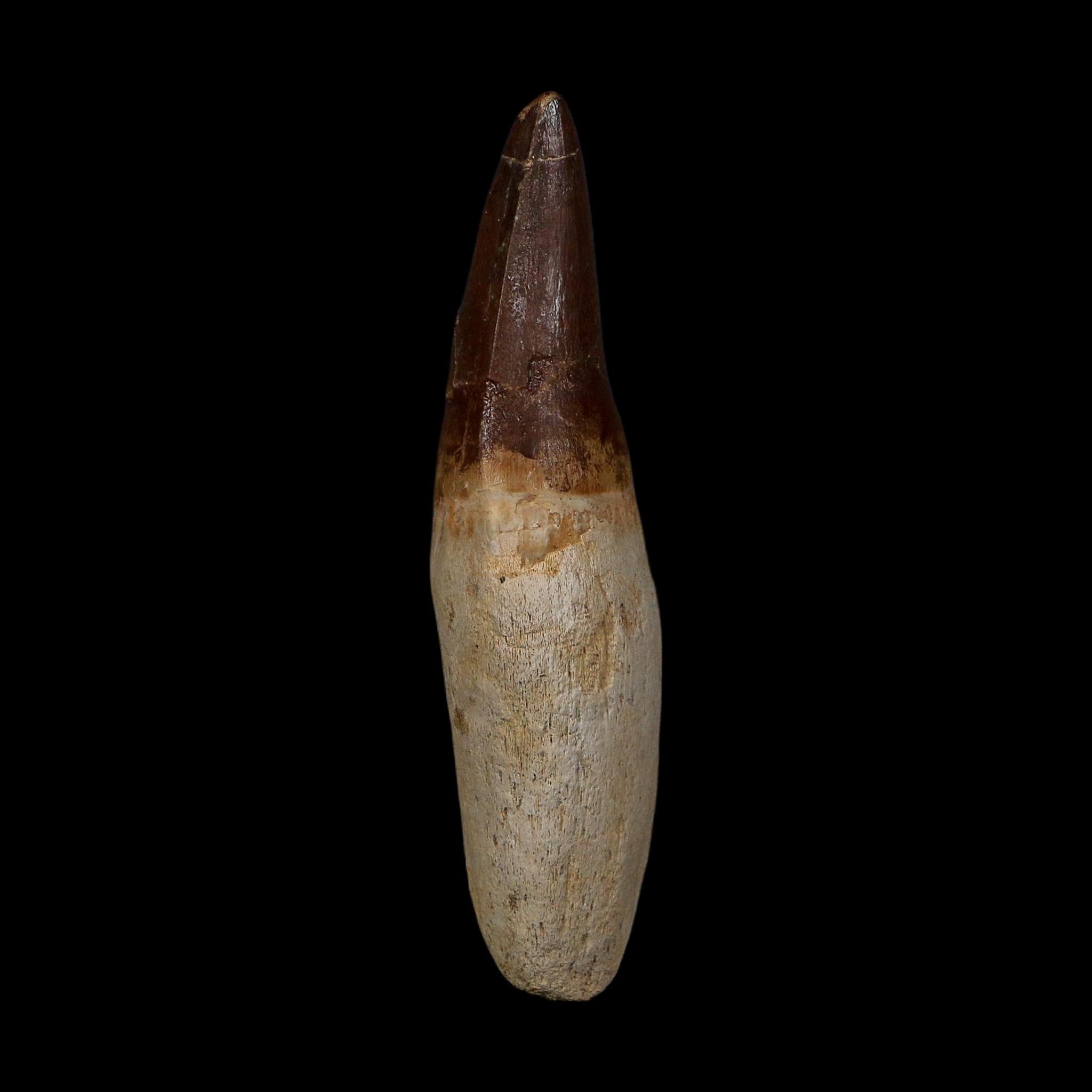 XL 4.3" Mosasaur Prognathodon Fossil Tooth Rooted Cretaceous Dinosaur Era COA