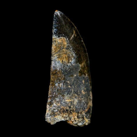 1.9" Carcharodontosaurus Fossil Tooth Cretaceous Dinosaur Morocco COA Stand