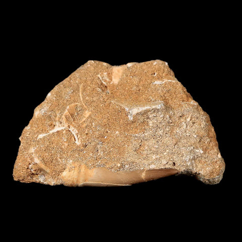1.5" Plesiosaur Zarafasaura Tooth Fossil In Matrix Cretaceous Dinosaur Era COA - Fossil Age Minerals