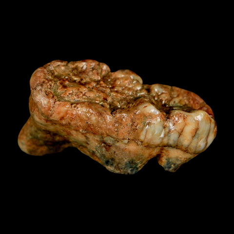 1.7" Extinct Cave Bear Ursus Spelaeus Molar Tooth Rooted Pleistocene Age COA