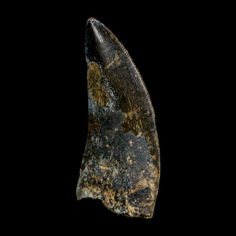 1.9" Carcharodontosaurus Fossil Tooth Cretaceous Dinosaur Morocco COA Stand