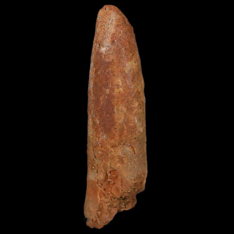 1.6" Rebbachisaurus Sauropod Fossil Tooth Early Cretaceous Dinosaur COA, Display - Fossil Age Minerals