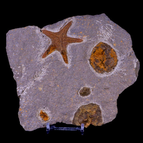 54MM Brittlestar Petraster Starfish Fossil Ordovician Blekus Morocco COA, Stand - Fossil Age Minerals
