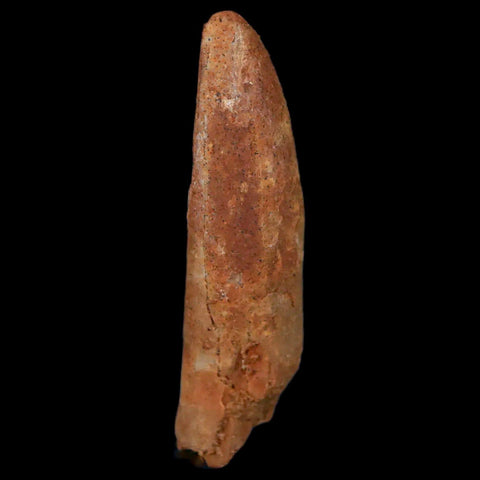 1.6" Rebbachisaurus Sauropod Fossil Tooth Early Cretaceous Dinosaur COA, Display - Fossil Age Minerals
