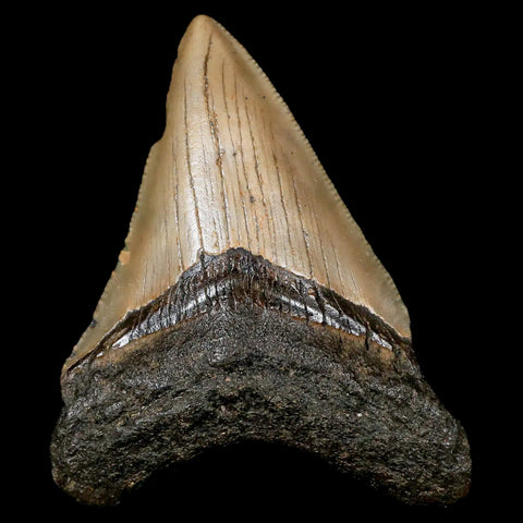 3" Quality Megalodon Shark Tooth Serrated Fossil Natural Miocene Age COA - Fossil Age Minerals