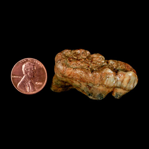 1.7" Extinct Cave Bear Ursus Spelaeus Molar Tooth Rooted Pleistocene Age COA