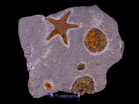 54MM Brittlestar Petraster Starfish Fossil Ordovician Blekus Morocco COA, Stand - Fossil Age Minerals