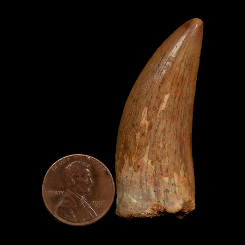 2.2" Carcharodontosaurus Fossil Tooth Cretaceous Dinosaur Morocco COA Stand