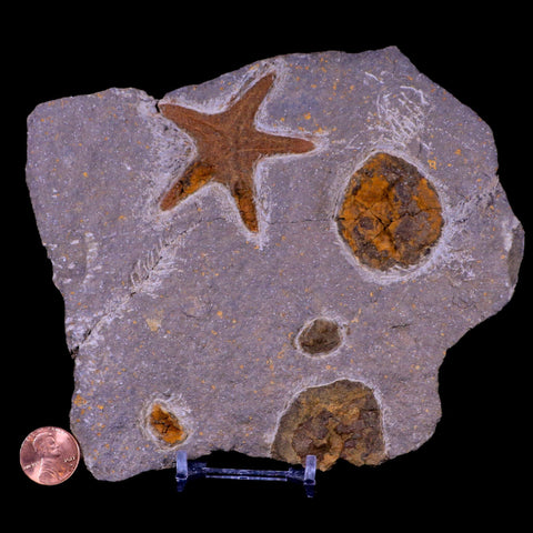 54MM Brittlestar Petraster Starfish Fossil Ordovician Blekus Morocco COA, Stand - Fossil Age Minerals