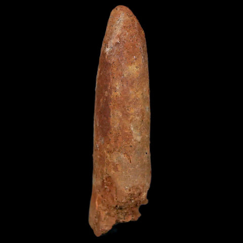 1.6" Rebbachisaurus Sauropod Fossil Tooth Early Cretaceous Dinosaur COA, Display - Fossil Age Minerals