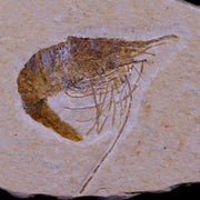 1.5" Fossil Shrimp Carpopenaeus Cretaceous Age 100 Mil Yrs Old Lebanon COA
