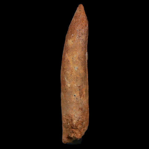 1.6" Rebbachisaurus Sauropod Fossil Tooth Early Cretaceous Dinosaur COA, Display - Fossil Age Minerals