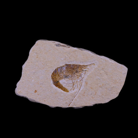 1.5" Fossil Shrimp Carpopenaeus Cretaceous Age 100 Mil Yrs Old Lebanon COA