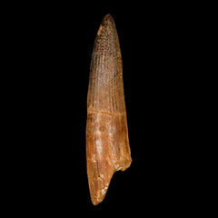Spinosaurus Fossil Collection