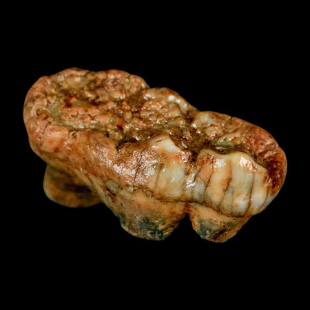 1.7" Extinct Cave Bear Ursus Spelaeus Molar Tooth Rooted Pleistocene Age COA