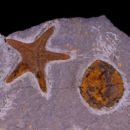 54MM Brittlestar Petraster Starfish Fossil Ordovician Blekus Morocco COA, Stand