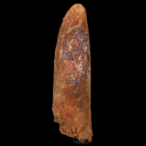 1.6" Rebbachisaurus Sauropod Fossil Tooth Early Cretaceous Dinosaur COA, Display - Fossil Age Minerals