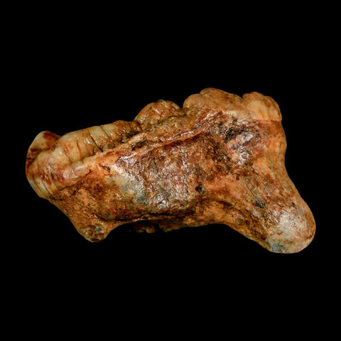 1.7" Extinct Cave Bear Ursus Spelaeus Molar Tooth Rooted Pleistocene Age COA