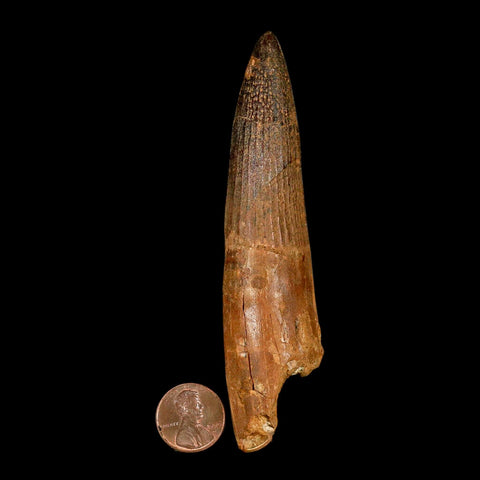 XXL 4.4" Spinosaurus Fossil Tooth 100 Million Years Old Cretaceous Dinosaur COA - Fossil Age Minerals