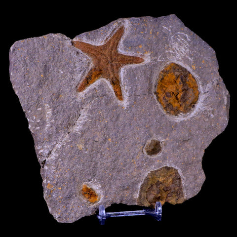 54MM Brittlestar Petraster Starfish Fossil Ordovician Blekus Morocco COA, Stand - Fossil Age Minerals