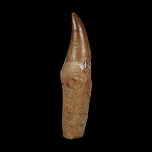 XL 4.2