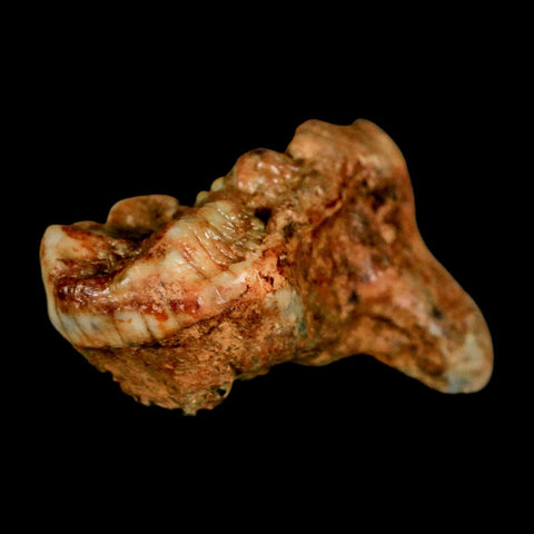 1.7" Extinct Cave Bear Ursus Spelaeus Molar Tooth Rooted Pleistocene Age COA