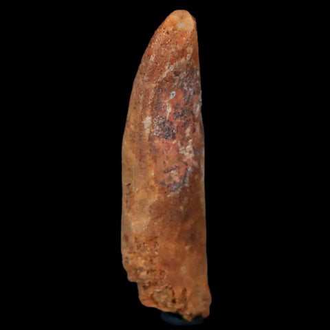 1.6" Rebbachisaurus Sauropod Fossil Tooth Early Cretaceous Dinosaur COA, Display - Fossil Age Minerals