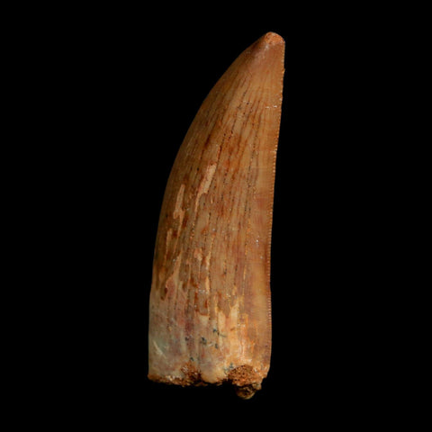 2.2" Carcharodontosaurus Fossil Tooth Cretaceous Dinosaur Morocco COA Stand