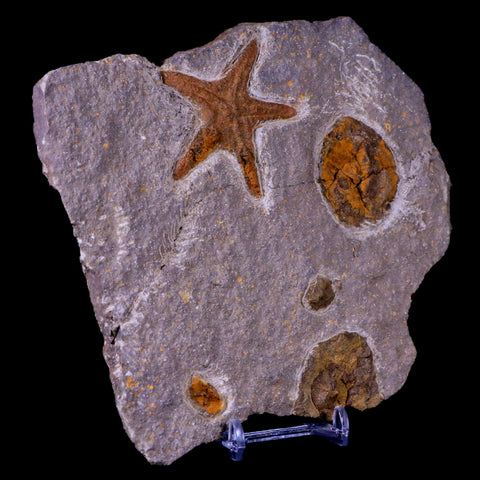 54MM Brittlestar Petraster Starfish Fossil Ordovician Blekus Morocco COA, Stand - Fossil Age Minerals