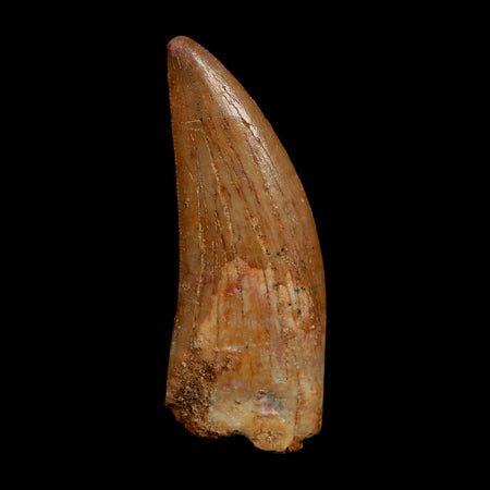 2.2" Carcharodontosaurus Fossil Tooth Cretaceous Dinosaur Morocco COA Stand