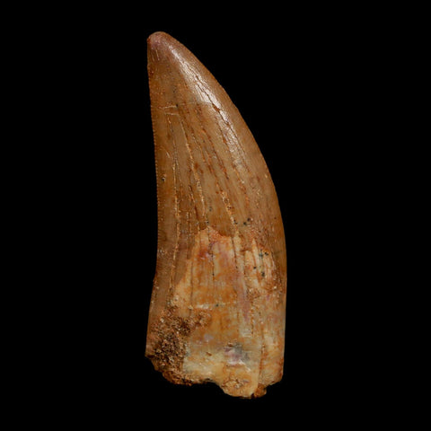 2.2" Carcharodontosaurus Fossil Tooth Cretaceous Dinosaur Morocco COA Stand