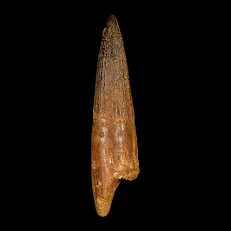 XXL 4.4" Spinosaurus Fossil Tooth 100 Million Years Old Cretaceous Dinosaur COA