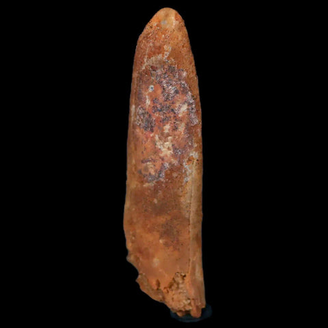 1.6" Rebbachisaurus Sauropod Fossil Tooth Early Cretaceous Dinosaur COA, Display - Fossil Age Minerals
