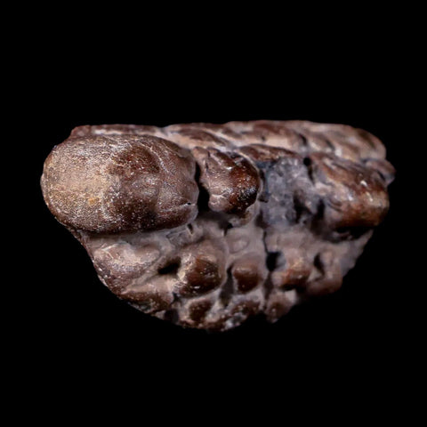 1.3" Pachycephalosaurus Fossil Skull Knob Spikes Wyoming Cretaceous Dinosaur COA - Fossil Age Minerals