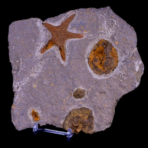54MM Brittlestar Petraster Starfish Fossil Ordovician Blekus Morocco COA, Stand - Fossil Age Minerals