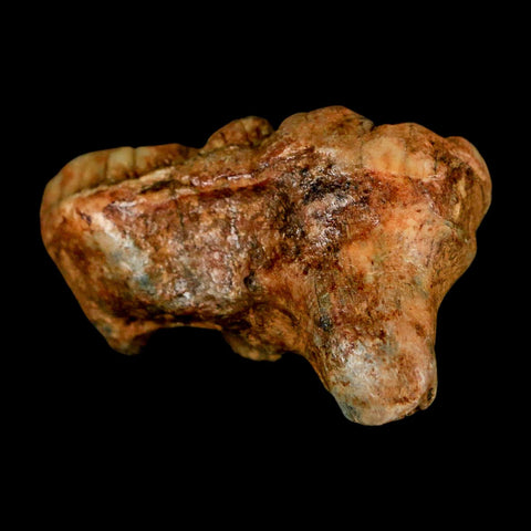 1.7" Extinct Cave Bear Ursus Spelaeus Molar Tooth Rooted Pleistocene Age COA