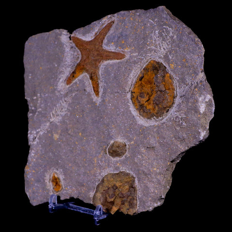 54MM Brittlestar Petraster Starfish Fossil Ordovician Blekus Morocco COA, Stand - Fossil Age Minerals